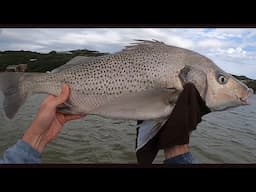 74cm (5.2kg) Spotted Grunter on Light Tackle #fishing #bigfish #catchandrelease #fishingsouthafrica