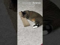Do not Disturb Mode #funny