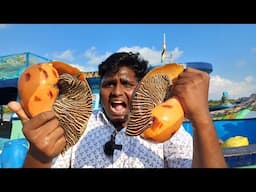 சங்கு வேட்டை|King of Conch Shell Cooking|கெளலி பாத்திரம் சங்கு சமையல்|Village Food Safari