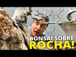 BONSAI DE FICUS SOBRE ROCHA - TROCA EMERGENCIAL DE SUBSTRATO!!!