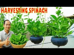 Harvesting a Super Large Basket of Malabar Spinach – With Just a Few Plastic Bottles!