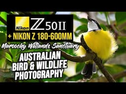 Nikon Z50II Australian Bird & Wildlife Photography | Maroochy Wetlands
