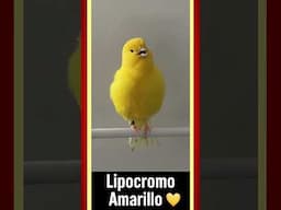 BATALLA de CANTO 🐤 Timbrado Español vs Lipocromo Amarillo