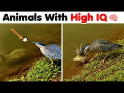 Animals With The Highest IQ