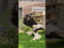 Viral Kabutar Status #kabutar #pigeon #viralvideo #status #shorts