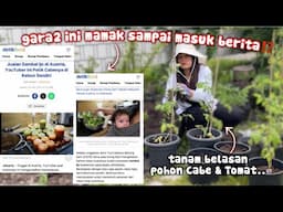 TERNYATA MASUK BERITA⁉️TANAM BELASAN POHON CABE & TOMAT, AKHIRNYA PINDAH LAHAN JUGA‼️