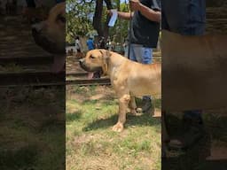One of the finest Boerboels in Ghana #boerboel #dog #shorts