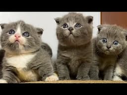 Beautiful colorful cat video, kittens asking for milk, cats calling for their mothers