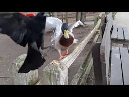 Not a wasted moment at this Duck Park