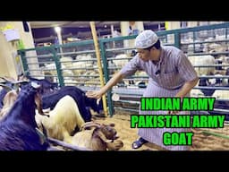 Indian Army & Pakistan Army Goat for Eid al Adha