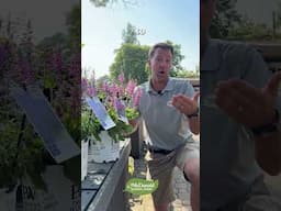 The Difference Between Perennials