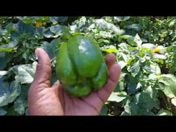 Harvesting Capsicum Aka Bell Peppers. Awesome Feeling