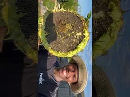 #garden #gardening #shorts #shortvideo #shortsfeed