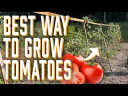 Tomato Trellis - Building Tomato String Trellis
