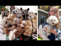 Poodle Rescued From Korean Meat Farm Gets New American Family Home