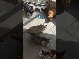Menu pagi ini Ikan + nasi + waterSarapan yuk 🥰❤️😅