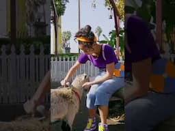 Meekah Trip To The Petting Zoo 🐐 Meekah Kids Videos #blippi #meekah #play #shorts