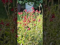 Hummingbird feeding on radio Red Sage every 15 minutes