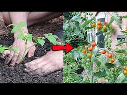 STOP! Don't Plant Cherry Tomatoes Until You Watch This