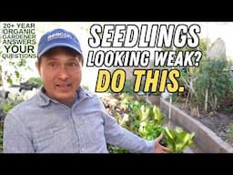 Struggling With Seedlings? This Will Help + Organic Gardening Q&A