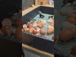 Hatching BBS Marans Chicks