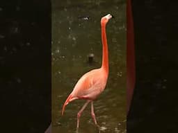 Flamingos in the Rain