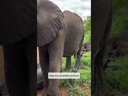 These FOUR Animals SLEEP Standing Up