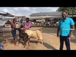 கலப்பின ஆடு வளர்ப்பில் இனப்பெருக்க மேலாண்மை