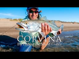 Chasing Corvina on the Fly | Sea of Cortez, Sonora, Mexico