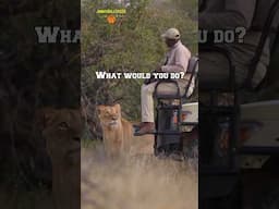 What Would You Do If A Lion Is Staring At You?