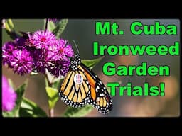 Ironweed’s Beauty and Ecological Value in Your Garden: Mt  Cuba’s Vernonia Trial