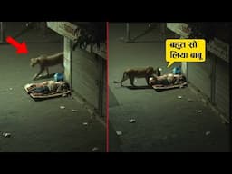 लड़का गहरी नींद में था तभी खुखार शेर ने हमला कर दिया 😯ll wild animal encounter cought on camera