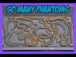 Sunder Magpie Het T+ x Druid Het T+ Blood Python Clutch!