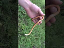 Coniophanes!! Finding Black-striped Snakes