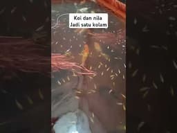Ikan Koi dan nila dalam satu kolam #koi #nilamerah