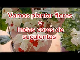 NOVAS PLANTAS REPLANTES TOUR E LINDAS CORES