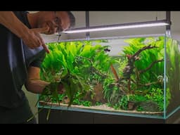 CLIENT'S 225 DAY OLD AQUASCAPE MAINTENANCE (4K)
