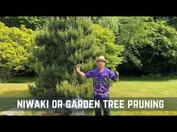 Niwaki or Garden Tree Pruning