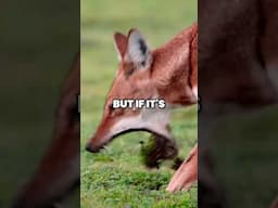 Ethiopian Wolves: The Secrets of Their Survival