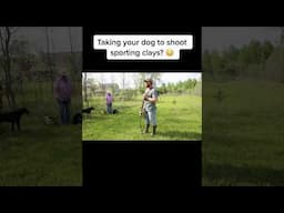 Duck dogs and sporting clays? #duckdog #gundog #dogtrainjng #huntingdog #shorts #training #dogs