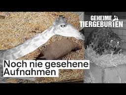 Mit versteckter Kamera! Die magischen Momente von geheimen Tiergeburten ❤️