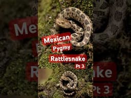 Rare, Venomous, and Almost Unknown: The Mexican Pygmy Rattlesnake Pt 3 #venomouscreatures