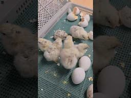 Hatching Zombie Chicks | Nichols County