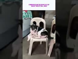 Dog Gives Brutal Side-Eye When Asked ‘Who’s Ugly?’ 😂 No Filter!