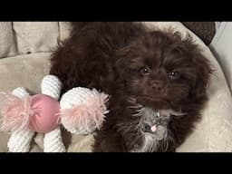 VLOG NEW PUPPY AND COMPLETING OUR MOVE (EXHAUSTING) 😮‍💨