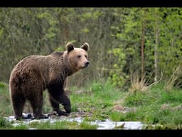Romania: A life dedicated to protecting the native bears