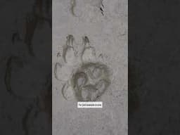 My Dog’s Print Looks Tiny in this Wolf Print