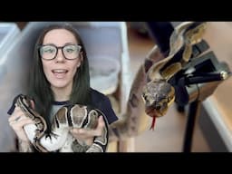 "Get rid of your snakes or FACE EVICTION"