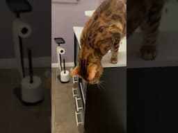 Toilet 🚽 jump #meows #cat #car #viralshort #cutecat #vocalcat #car #toilet #bengalcat