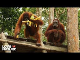 Jungle Drama: Forest Emergency Creates Chaos | Orangutan Jungle School 202